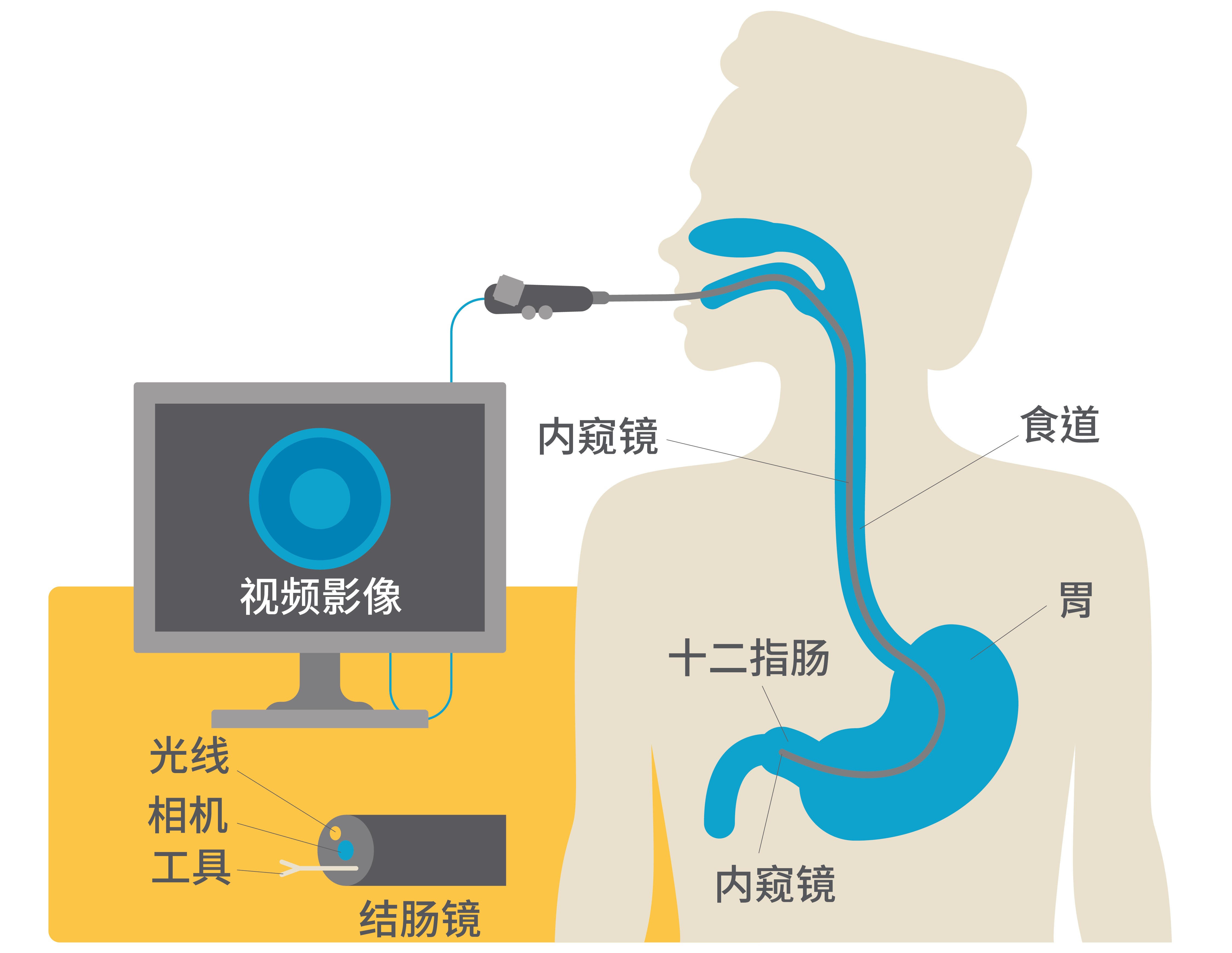 Upper GI tract illustration