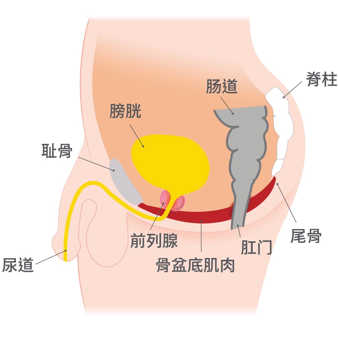 Male Pelvic Region