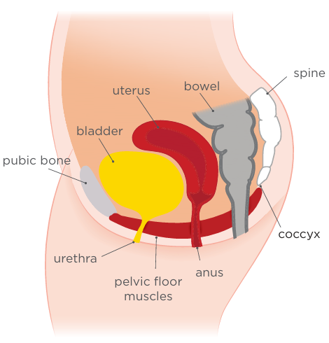Female Pelvic Region
