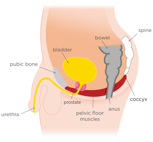 Male Pelvic Region