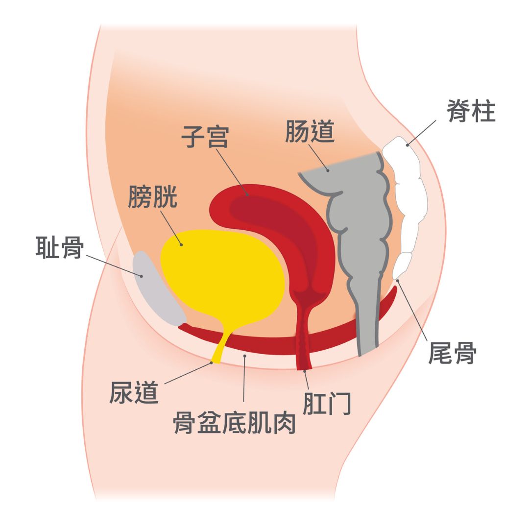 Female Pelvic Region